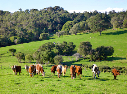Biggest threat to Australian beef producers - Inside FMCG