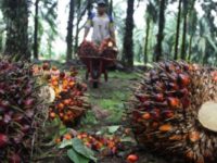Palm oil supplier to Nestle, Kellogg’s, linked to Amazon deforestation
