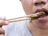 Man eats cricket with chopsticks