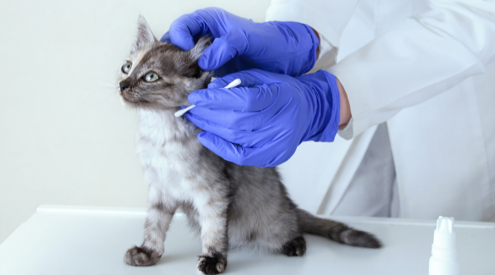 Image of a kitten