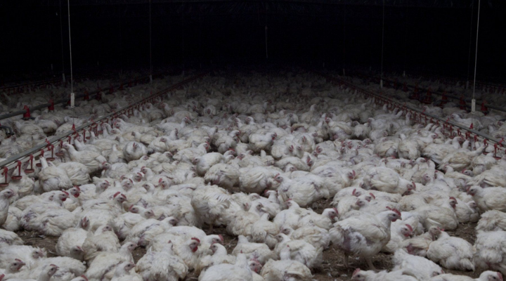 New chicken welfare standards raised across Australia and New Zealand