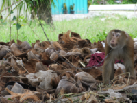 HelloFresh accused of using coconut milk from forced monkey labour