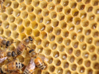 NZ honey makers drop bid to trademark the term "Manuka honey"