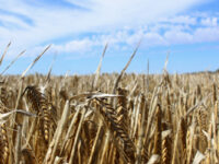 China to lift tariffs on Australian barley as trade ties improve