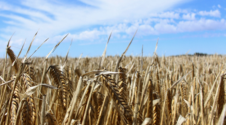 China To Lift Tariffs On Australian Barley As Trade Ties Improve Inside Fmcg 