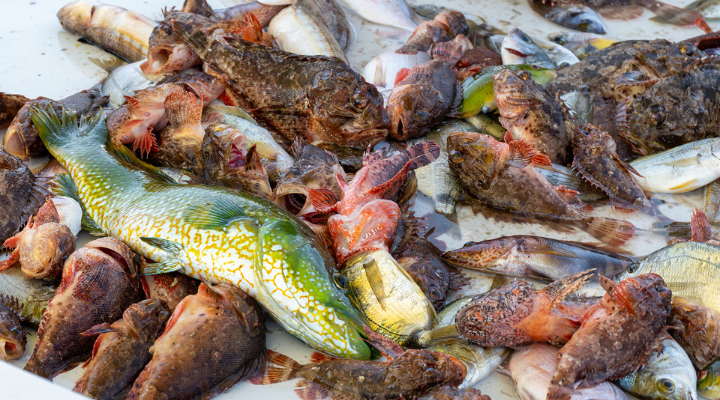 Sealord seeks clearance for Independent Fisheries takeover