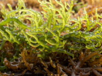 NZ Food Safety cautions against unregistered seaweed tonic