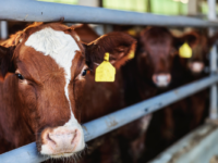 Australian beef production on the rise amid global decline