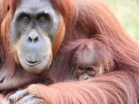 Auckland Zoo launches app to help Kiwis avoid ‘bad’ palm oil products