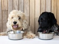 Planet A launches pet food made from circular economy ingredients