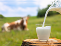 Rabobank: Australian milk production showing signs of recovery