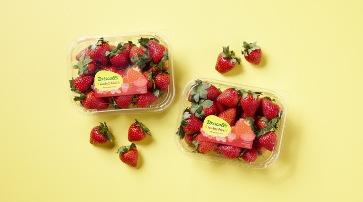 boxes of strawberries