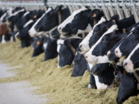 Dairy cows