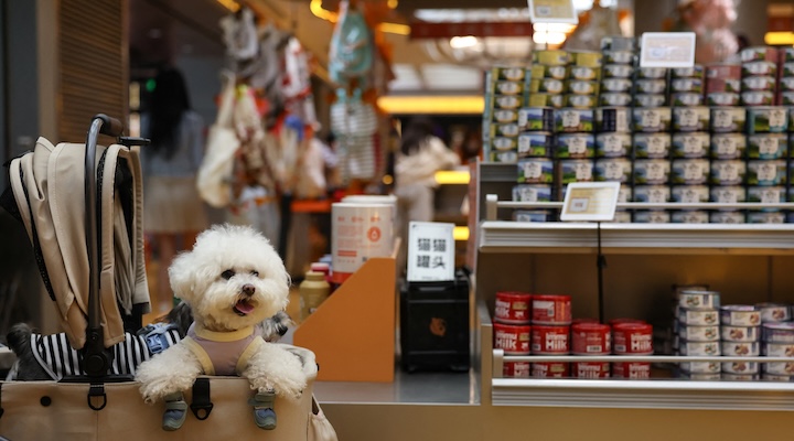 A pet dog sits in a stroller at a pet store in Beijing