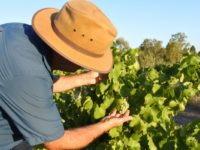 Organic industry doubles down on growth in landmark strategy