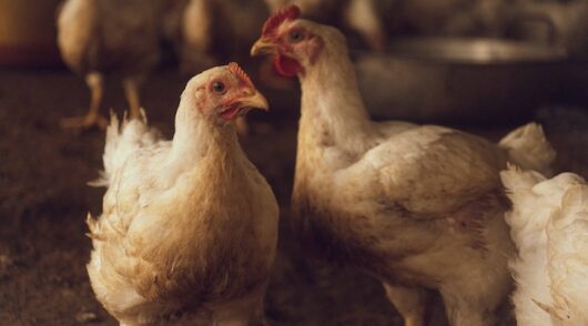 White chickens in a rustic indoor poultry farm