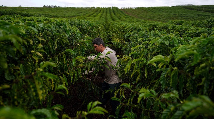 An employee works at a robusta coffee bean plantation