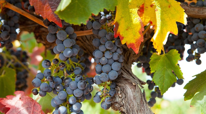 Vineyards from the Barossa Valley in South Australia
